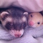 10536887_1522390154656690_546315697_a