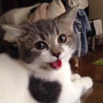 10808580_1490827471182837_1010376230_a