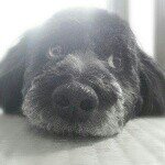 1662838_336376243205151_1375410792_a