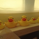 11184596_1429532287351489_1272844947_a