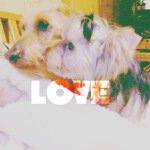 10995132_1408344829475287_818537776_a