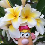 11379860_1574743319455563_2007025269_a