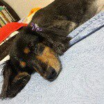 11350896_422359367950912_1288455403_a