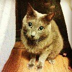 10535130_253714864818456_2106885674_a