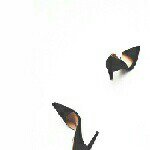 10249319_775111219251333_916960184_a