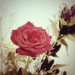 10661245_1478307362453020_1594372508_a