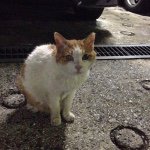 10891094_868786169840297_1877628272_a