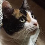 1517048_884357984933741_537074748_a