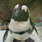 11116652_852253294846242_296585865_a