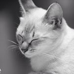 11820575_891429160936252_51516651_a