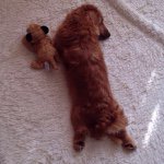 11351904_1596579070630804_1546680514_a