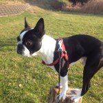 11192567_1480364292277334_314906566_a