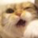 925616_320527868148650_1032727784_a