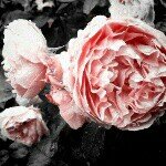 10518170_310288205806094_1511058044_a