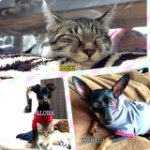 11055866_374721032727783_2125154503_a