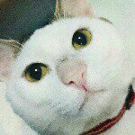 10735066_1483335085268757_1222930301_a