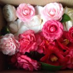 10932434_646172958838737_580938811_a