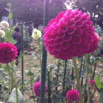 1538566_720085921442727_2050752672_a