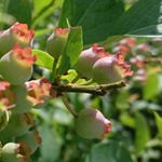 11352128_687338301410112_1950569566_a