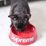 10986283_323119061216165_298191490_a