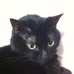 11373710_1632938786990246_1192336468_a