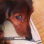 11333351_890403124328042_1698933832_a