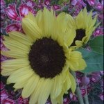 11821657_445395878954857_1781571676_a