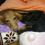 10784895_546431522154179_610997173_a