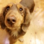 11226789_843125702434885_1811875535_a