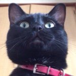 10747776_554262978037173_510433426_a