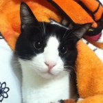 10838302_372293162945374_1948477393_a