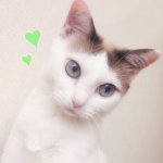 10467730_287065284820530_976517385_a