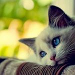 11887270_989862967701541_350511407_a