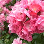 11330590_1665925226976201_16713278_a