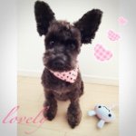 11008189_1375046282812776_993721198_a