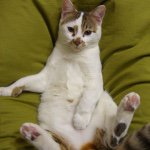 11373643_704671393012317_1133252022_a