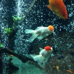 11376006_111018175902443_21038629_a