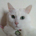 10986262_1079462605413044_640474202_a