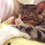 11419265_1431810770481051_1200339761_a