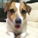 11326344_460257547487852_1372939186_a