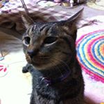 11856631_1603948563192843_971649180_a