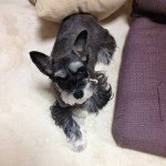 10891027_1437414329882288_815385898_a