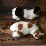 11324526_919359844782948_542250102_a