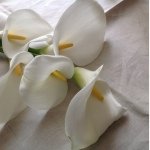 1168900_301185080047878_1256447149_a