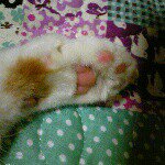 11821709_1640043502910668_950725595_a