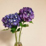 11334446_1637650529805821_2059632677_a