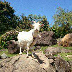 11236217_447403708750040_513647354_a