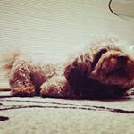 11373690_1685868934976145_2086249689_a