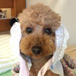 11875361_1463552537306111_1450608678_a