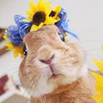 11930795_1462602387400558_1908617165_a